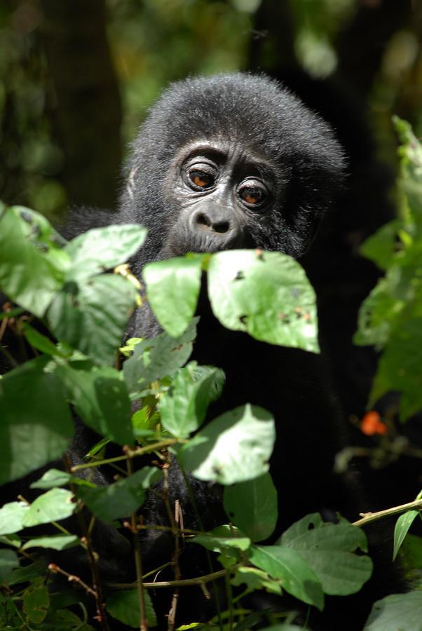 Nkuringo Bwindi Gorilla Lodge Екстер'єр фото