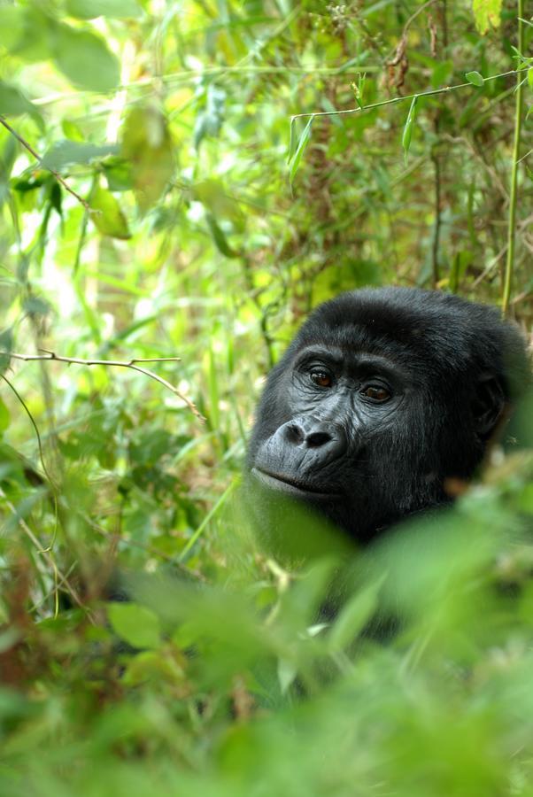 Nkuringo Bwindi Gorilla Lodge Екстер'єр фото