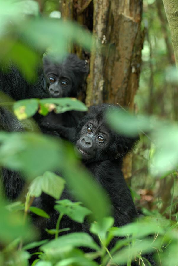 Nkuringo Bwindi Gorilla Lodge Екстер'єр фото